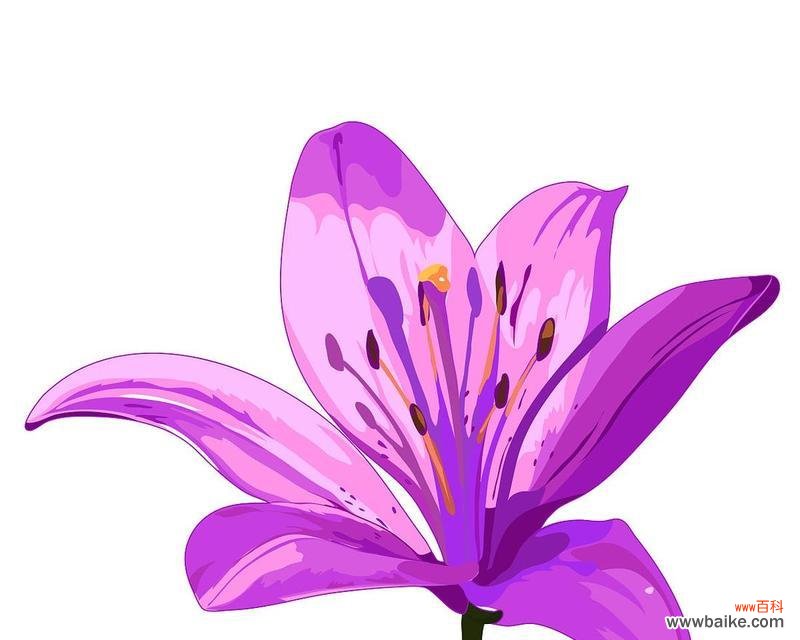 百合的花语紫色是什么意思？紫色百合代表了什么？