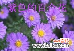 百合的花语紫色是什么意思？紫色百合代表了什么？