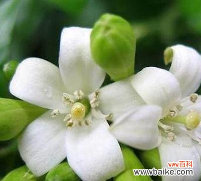 雪兰的花语代表了什么？适合在什么场合赠送？