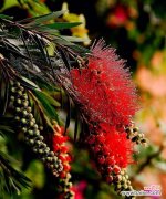 探秘耐盐碱植物的生存之道 耐盐碱植物