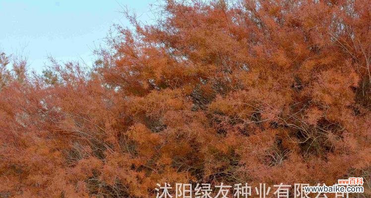 探秘耐盐碱植物的生存之道 耐盐碱植物