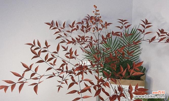 探寻南天竹的寓意与象征 南天竹