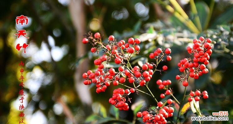 探寻南天竹的寓意与象征 南天竹