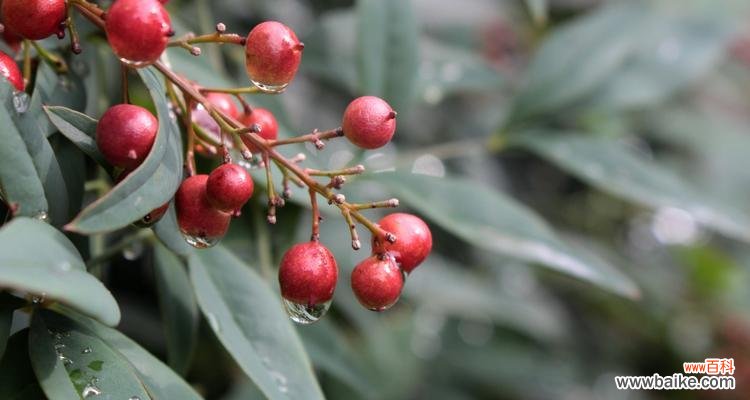 探寻南天竹的寓意与象征 南天竹