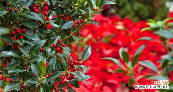 探寻南天竹的象征与文化内涵 南天竹的象征意义及寓意