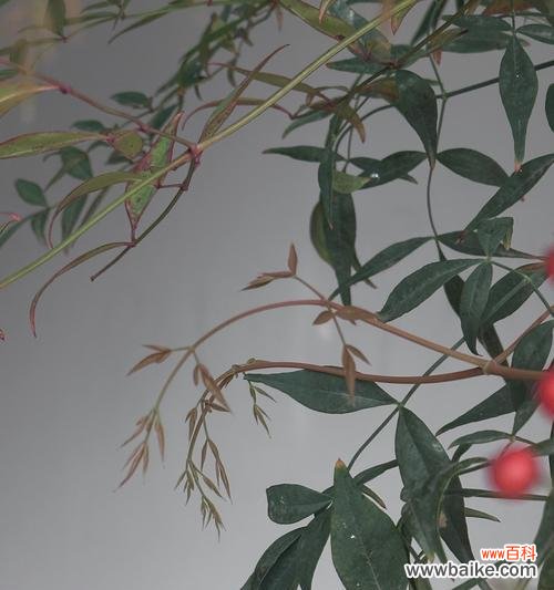 探索南天竹的象征与启示 南天竹之寓意