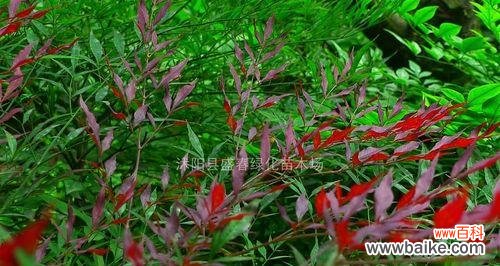 探索南天竹的象征与启示 南天竹之寓意