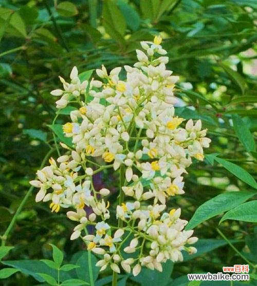 探索南天竹的象征与启示 南天竹之寓意