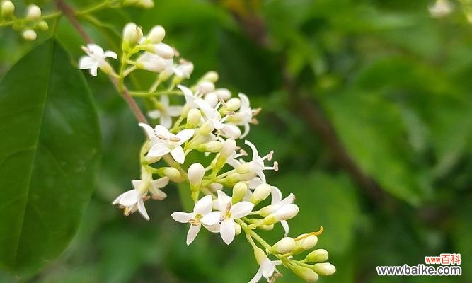 呈现女贞花的独特语言，探寻其丰富内涵 女贞花的花语