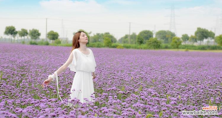 探索薰衣草在女生心中的象征意义 女生为何喜欢薰衣草？