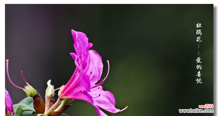 茑尾花的花语及其隐藏的含义 茑尾花的花语——美丽与坚韧的象征