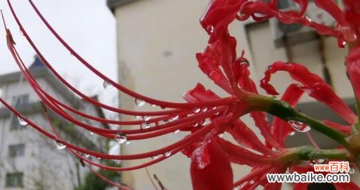 茑尾花的花语及其隐藏的含义 茑尾花的花语——美丽与坚韧的象征