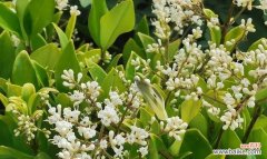 探寻女贞花的心灵语言，传递美丽的信息 女贞花花语之美