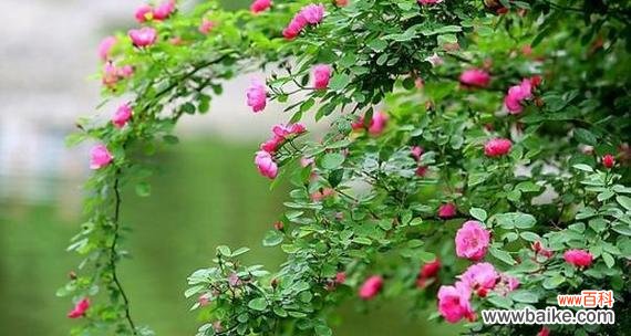 探索蔷薇花的内涵和神秘 蔷薇花