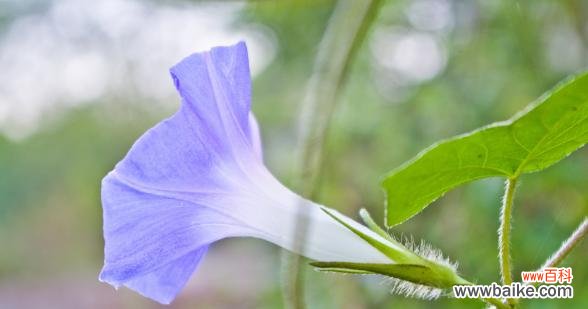 娇艳绽放 牵牛花的花语与美丽诠释