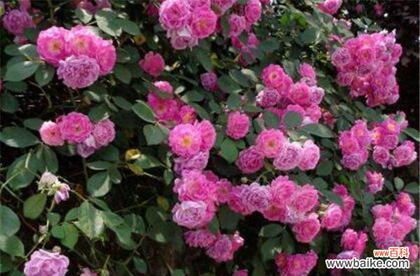 蔷薇花的寓意与象征——美丽与爱的化身