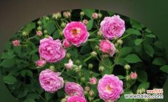 传递爱情 蔷薇花的寓意及象征意义