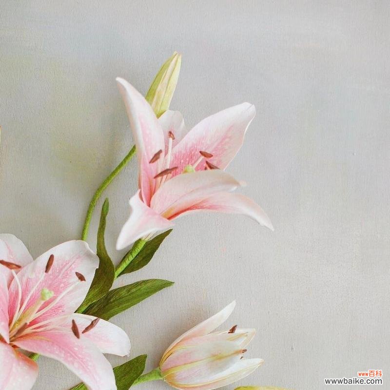 纸艺百合的材料是什么?纸艺百合制作需要哪些材料?