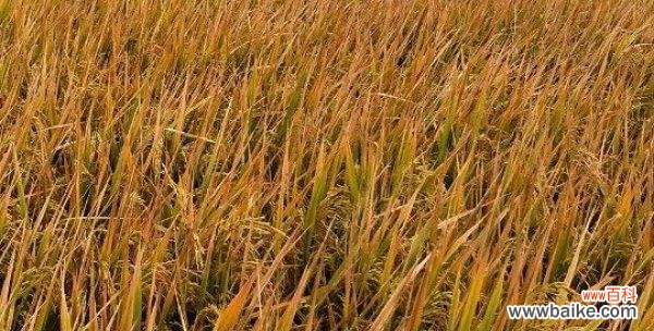 水稻发霉是什么情况？它对农业有何影响？