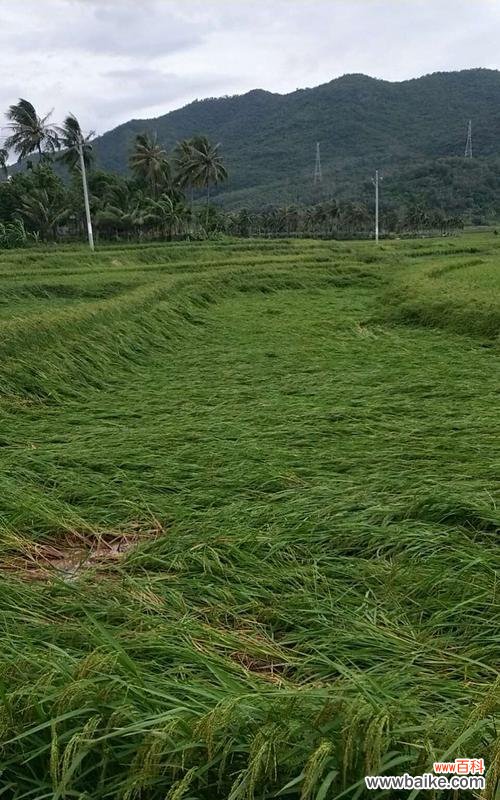 水稻发霉是什么情况？它对农业有何影响？