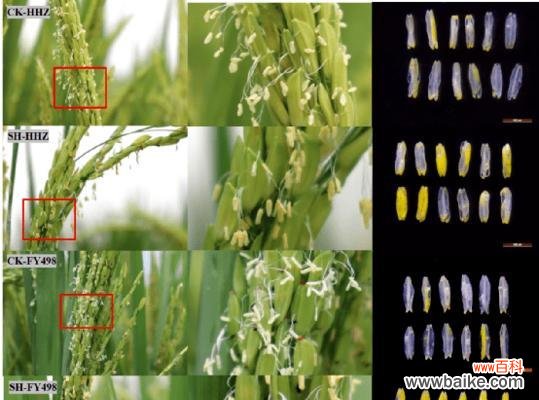 水稻发霉是什么情况？它对农业有何影响？
