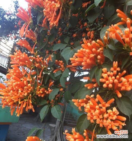 用花言巧语传递内心的期盼 炮仗花花语