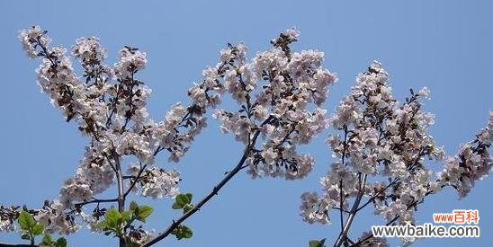 传说中的泡桐花与它的花语 泡桐花的花语与传说