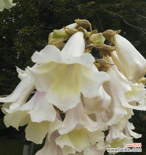 传说中的泡桐花与它的花语 泡桐花的花语与传说