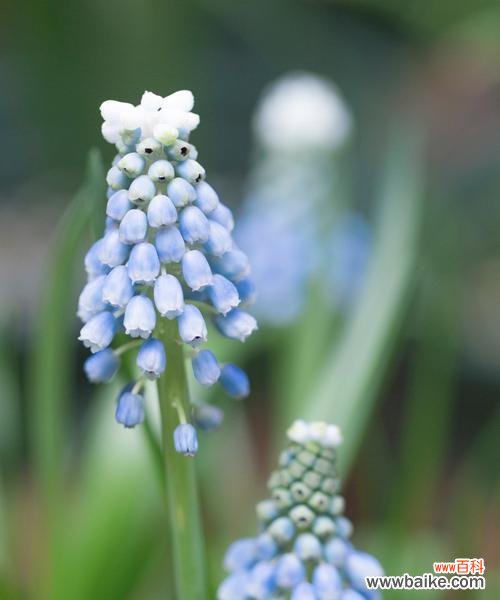 解读葡萄风信子花语的意义与象征 探寻葡萄风信子的神秘花语