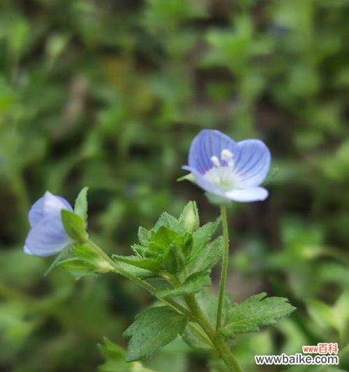 探索婆婆纳花的含义和象征 以婆婆纳的花语是什么？