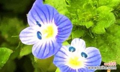 花开花落，情深意长，婆婆纳独具魅力的花语 婆婆纳的花语——传递爱与祝福