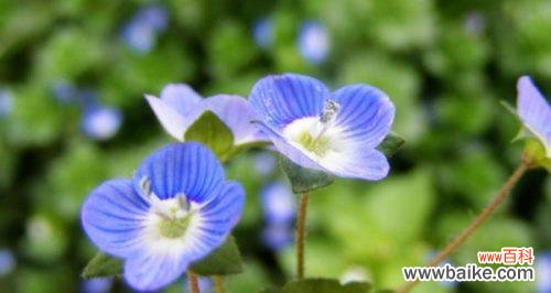 花开花落，情深意长，婆婆纳独具魅力的花语 婆婆纳的花语——传递爱与祝福