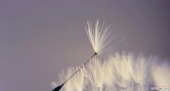 爱情如蒲公英般自由飞翔 蒲公英的爱情寓意