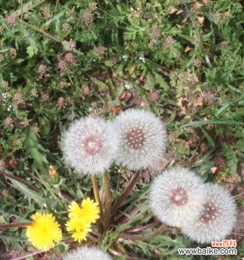 蒲公英的神奇之旅 蒲公英的花语与寓意