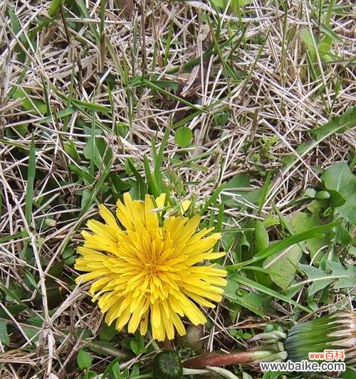 蒲公英的花语及其传递的含义 蒲公英花语与其寓意