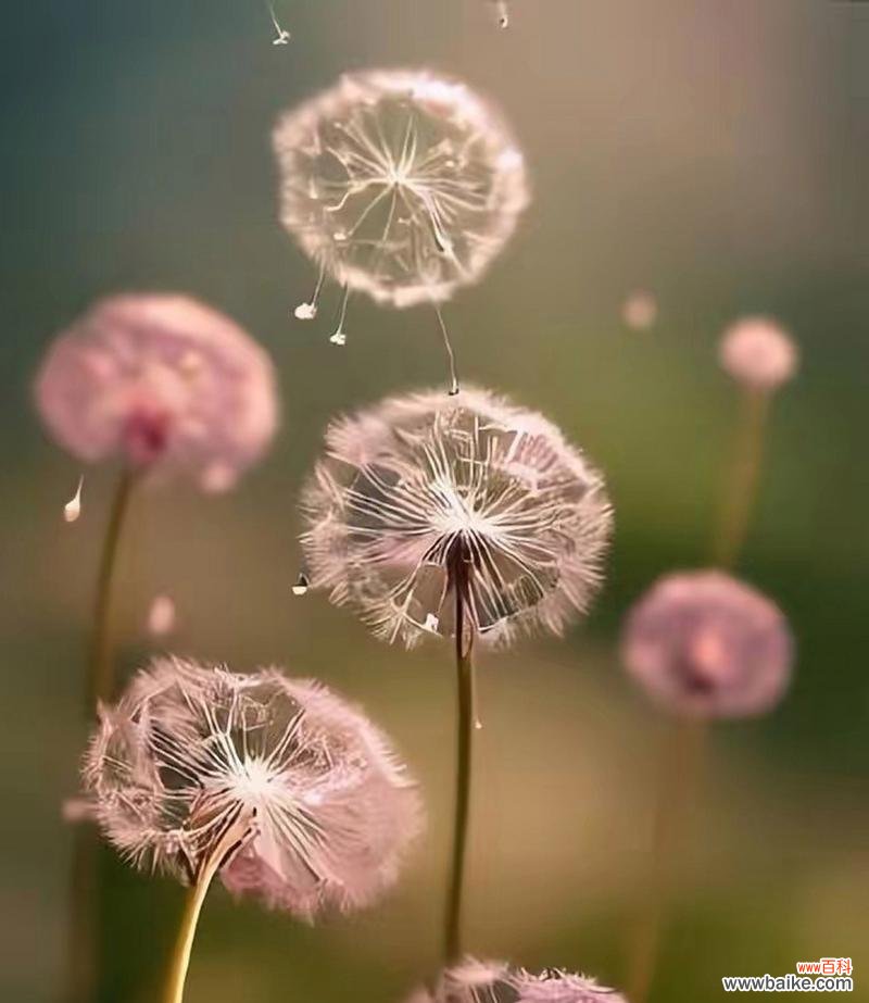 蒲公英的花语及其传递的含义 蒲公英花语与其寓意