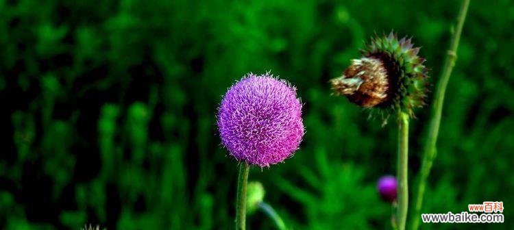 揭示蒲公英花语的意义与传承 蒲公英的花语