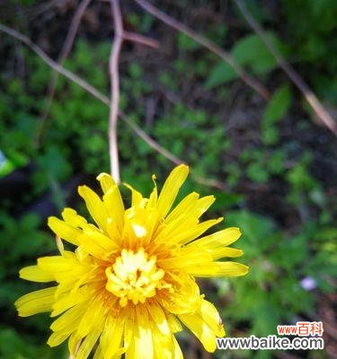 揭秘蒲公英的神秘之美 蒲公英的花语与象征意义