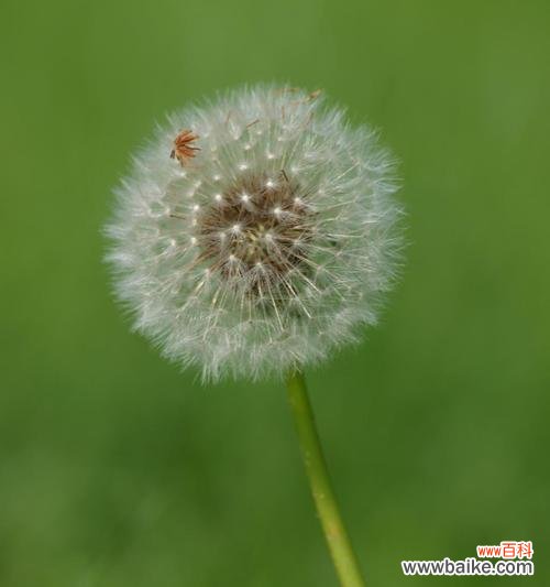 探索蒲公英背后的哲学智慧 蒲公英的寓意与启示