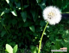 探索蒲公英背后的哲学智慧 蒲公英的寓意与启示