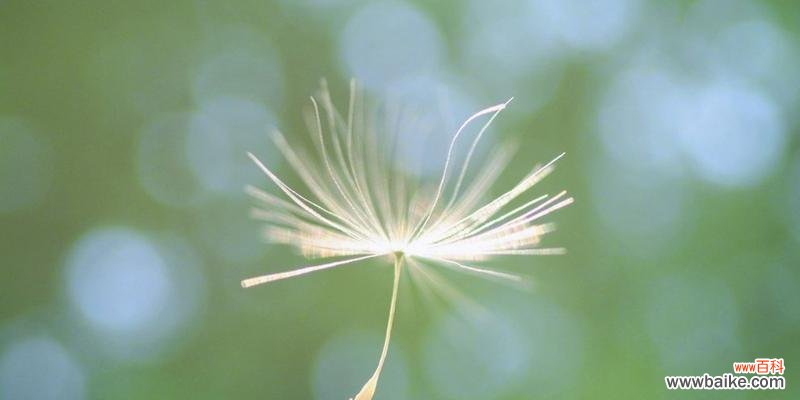 自由飘散的蒲公英 蒲公英的花语与寓意——希望与自由的象征