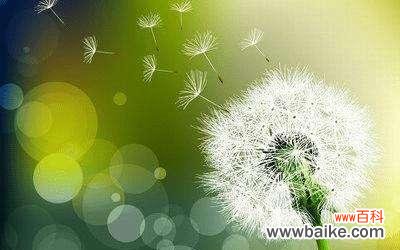 自由飘散的蒲公英 蒲公英的花语与寓意——希望与自由的象征