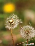 追寻梦想的勇士——蒲公英的故事 蒲公英