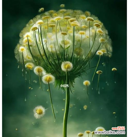 解密蒲公英花语的内涵与象征 蒲公英花语的神秘之谜