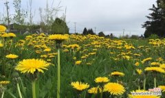 解密蒲公英花语的内涵与象征 蒲公英花语的神秘之谜