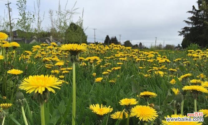 解密蒲公英花语的内涵与象征 蒲公英花语的神秘之谜