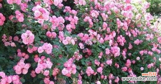 探寻蔷薇的寓意和神秘语言 蔷薇花语