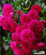 探索蔷薇花的花语和寓意 蔷薇花的美丽与象征意义