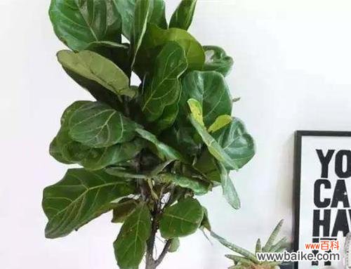 一株守护之树 琴叶榕的寓意与象征意义