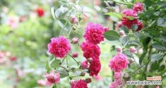 探索蔷薇花的深层含义 蔷薇花的寓意和花语